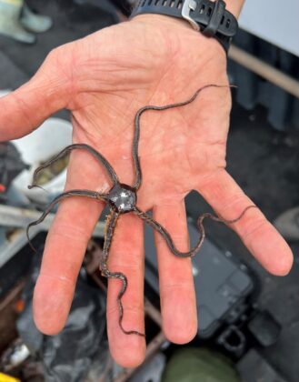 A brittle star&hellip;.unusual species to catch on rod and line!