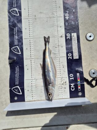 Blue whiting