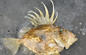 Irish Angling Update 8 August 2025