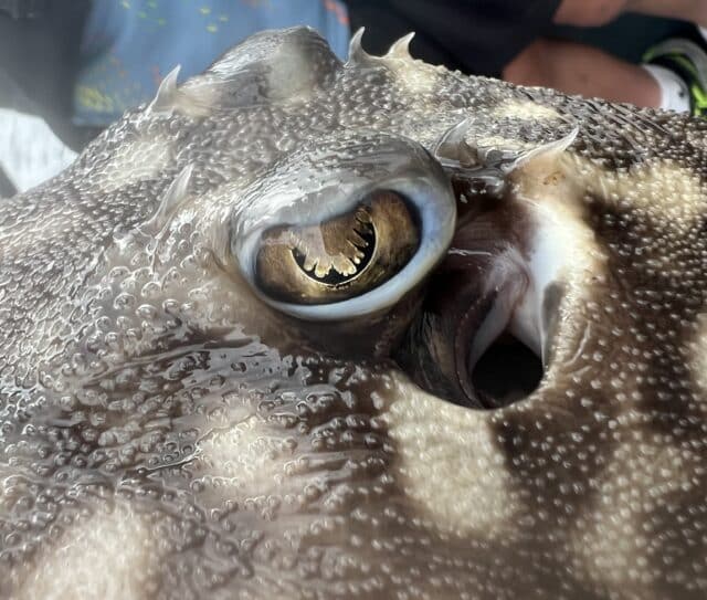 Close up of a ray