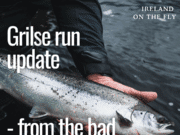 Ireland of the Fly Podcast: Grilse run update – from the bad to the sublime