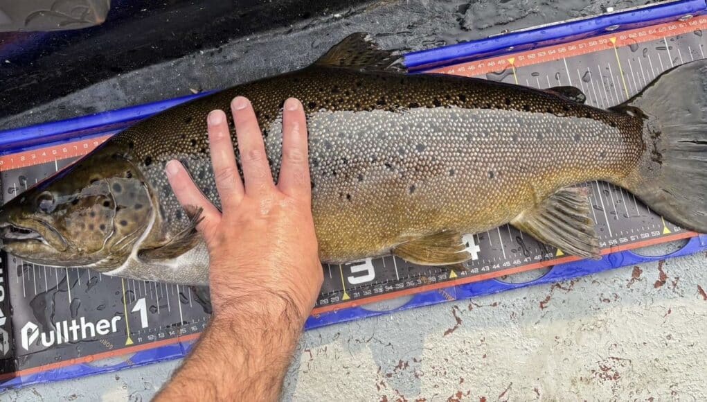 The winning fish of 10lb 15oz was returned to Lough Erne