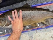 10lb 15oz trout wins the Kesh Carnival The winning fish of 10lb 15oz was returned to Lough Erne
