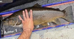 10lb 15oz trout wins the Kesh Carnival The winning fish of 10lb 15oz was returned to Lough Erne