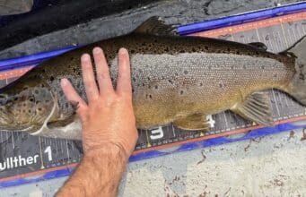 10lb 15oz trout wins the Kesh Carnival The winning fish of 10lb 15oz was returned to Lough Erne