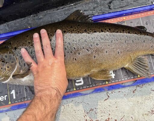 The winning fish of 10lb 15oz was returned to Lough Erne