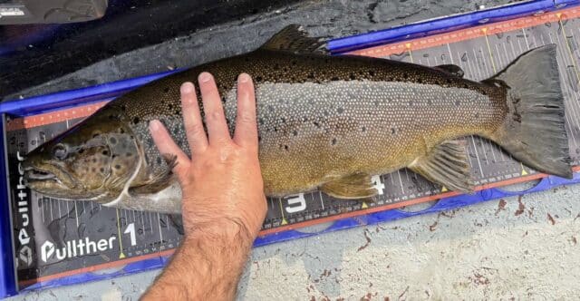 The winning fish of 10lb 15oz was returned to Lough Erne