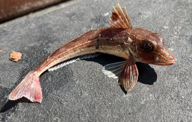 Lots of grey gurnard about
