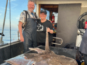 Accidental skate make for memorable fishing in Ballycastle