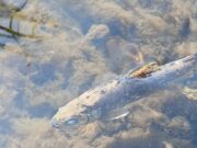 Inland Fisheries Ireland statement re deceased trout in the River Blackwater