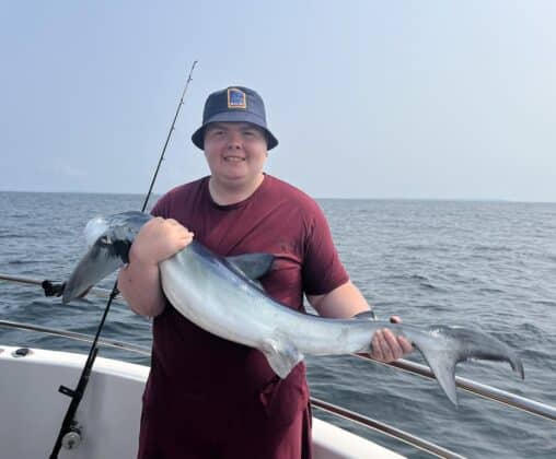 blue shark