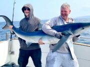 Sharks big and small and more for anglers with Fishing Adventures blue shark