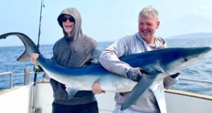blue shark