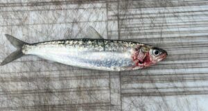 pilchard
