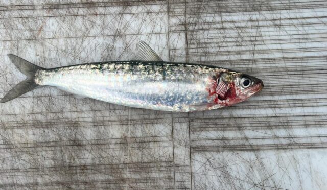 pilchard
