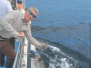 Wexford brothers do the ole one two on Donegal bluefins