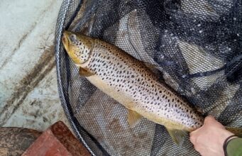 Big trout on the troll for Leane angler