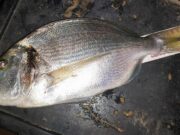 Rare Donegal gilthead for Killybegs Mariner