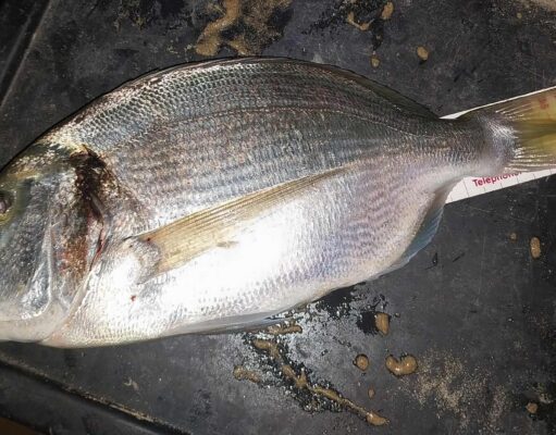 Rare Donegal gilthead for Killybegs Mariner
