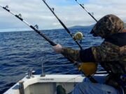 Red letter tuna days in Donegal Bay, good numbers off Cork coast too