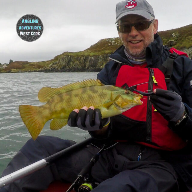 wrasse