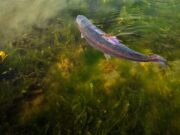 Open days coming at Adaire Springs and Sourthern County fisheries