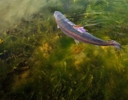 Open days coming at Adaire Springs and Sourthern County fisheries