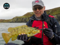 wrasse