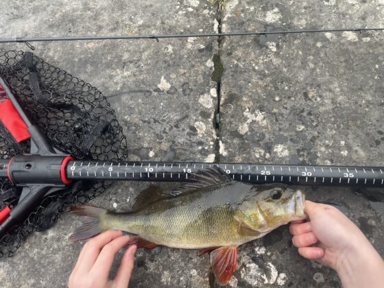 perch