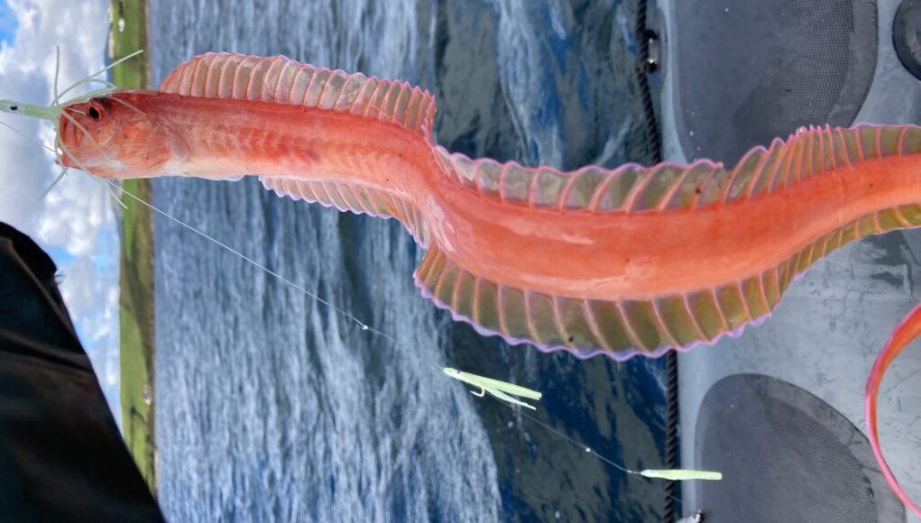Red band fish
