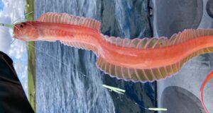 Red band fish