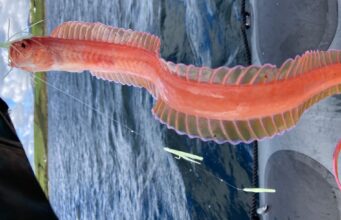 Red band fish