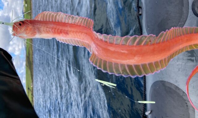 Red band fish