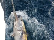 Despite the inclement weather some more bluefin tuna reported from Donegal Bay