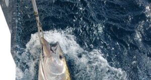 Despite the inclement weather some more bluefin tuna reported from Donegal Bay