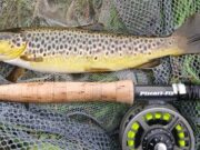 Steady fishing on the Nore – PiscariFly Update