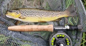 Steady fishing on the Nore – PiscariFly Update