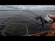 Lure anglers getting great fishing on Lough Derg