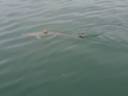 Small boat anglers report great tope fishing off Dublin coast tope