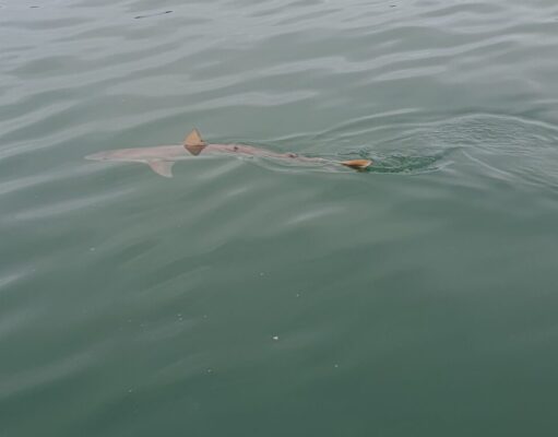 Small boat anglers report great tope fishing off Dublin coast tope