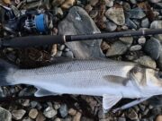 Slow start to autumn for bass man Cormac