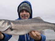 A few more bass in south east during bigger tides