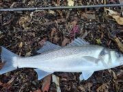 Weather windows vital for Autumn bass