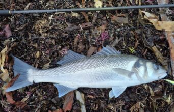 Weather windows vital for Autumn bass