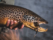 New Keith McDonnell Blog: Streamers for Connemara’s Ferox Trout