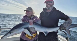 Blue sharks and mauve stingers keep West Cork charter anglers on their toes