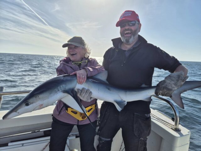 blue shark