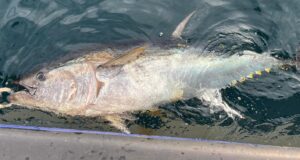 SeaHunter getting bluefin tuna off Youghal when conditions allow October bluefin from Youghal