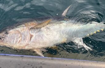 October bluefin from Youghal