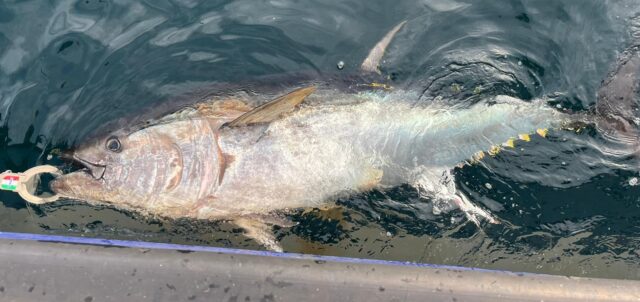 October bluefin from Youghal